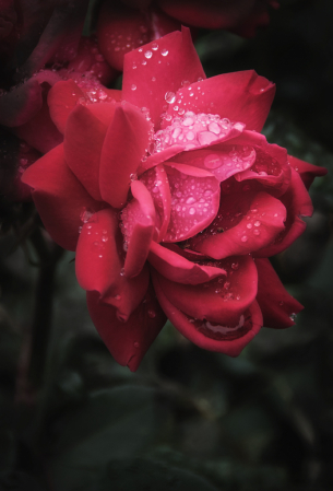 Raindrops on Roses