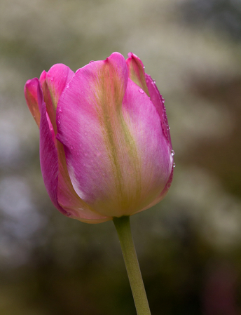 Tulip 4