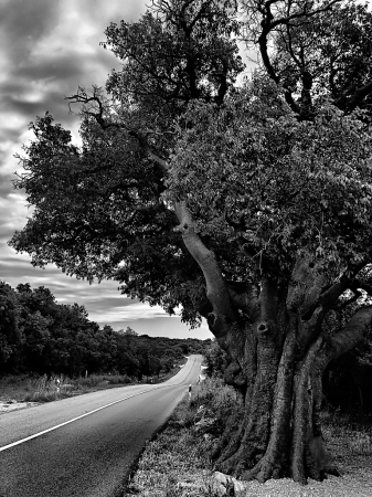 Tree by the Road