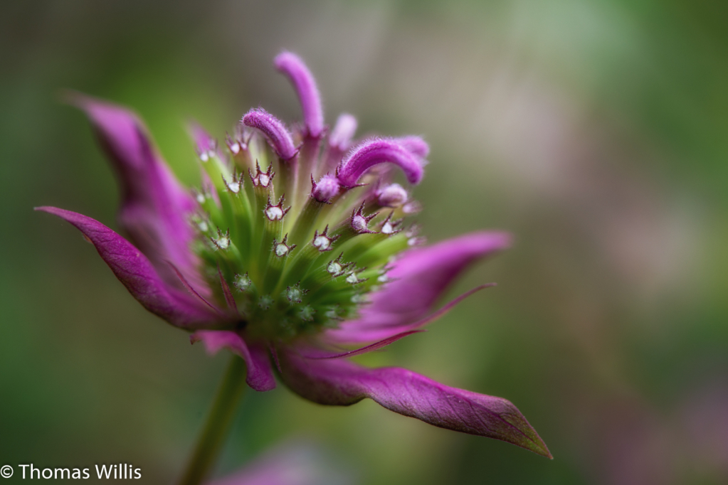 Bee Balm