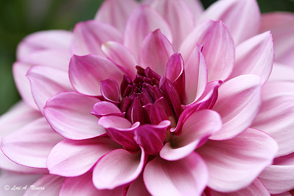 Dahlia