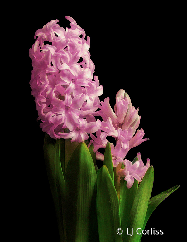 hyacinth