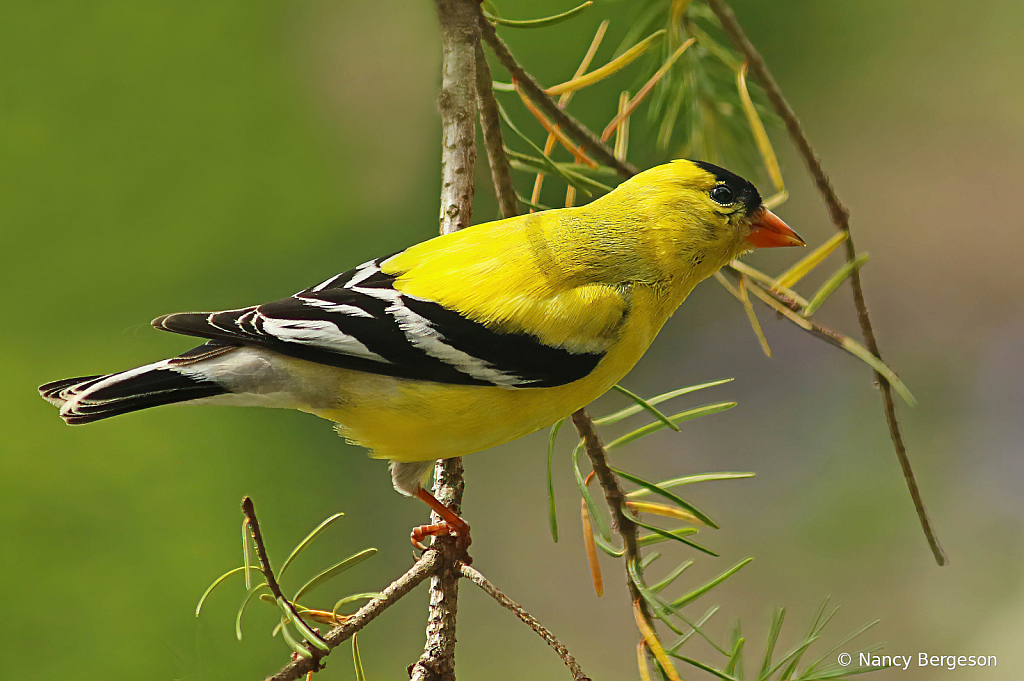 American Goldfinch