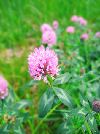 Red Clover