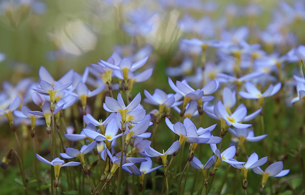 Tiny Flowers