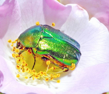 May beetle on wild rose.
