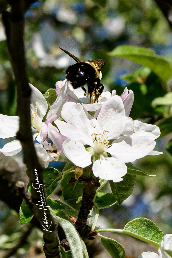 Bee’s Lunch!