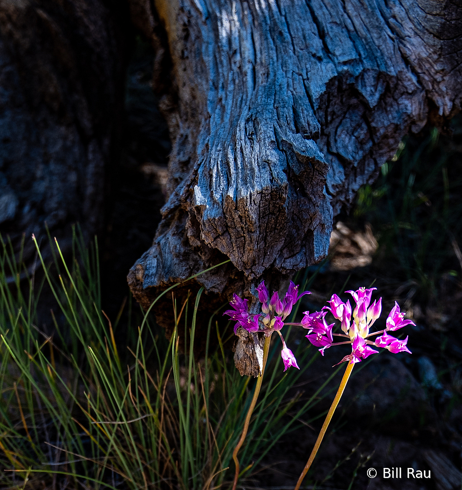 Wild flower