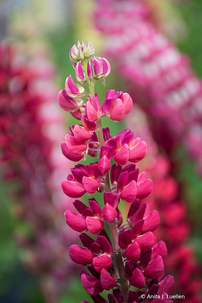 Bright Lupin