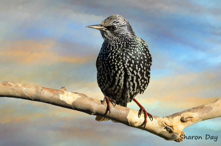 Artistic Starling