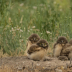 2Baby Burrowing Owls - ID: 15821913 © Sherry Karr Adkins