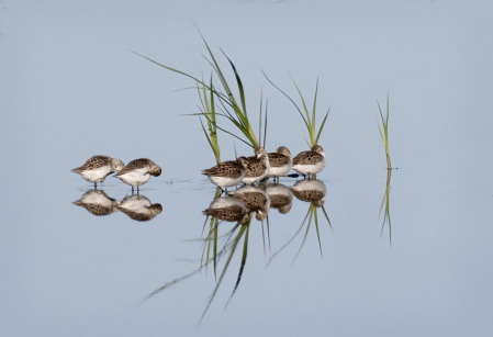 Peep Reflections  