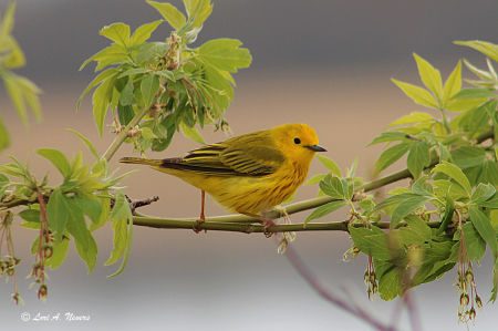 Yellow Warbler