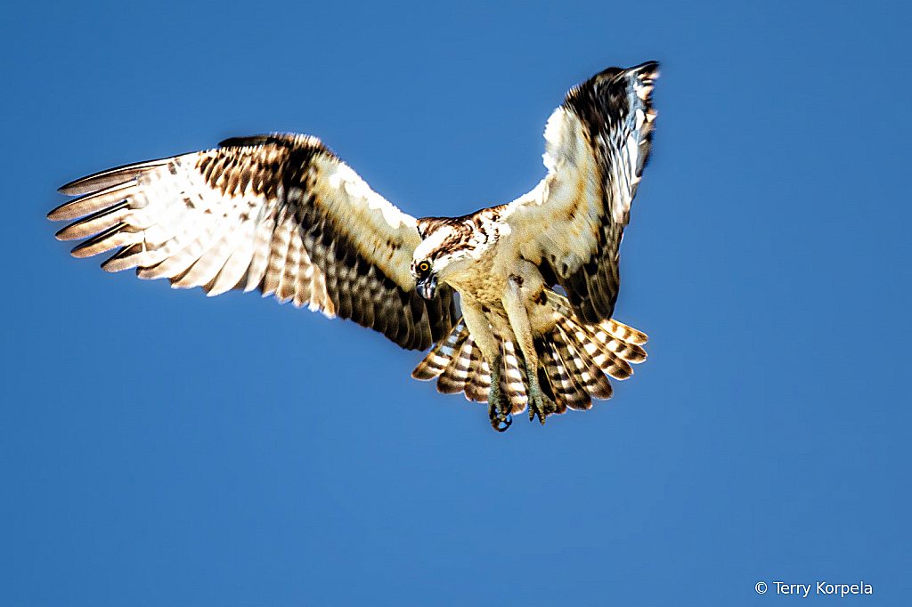 Osprey