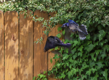 Blue Jay's Don't like Grackle,s