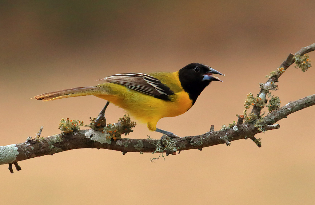 Audobon Oriole