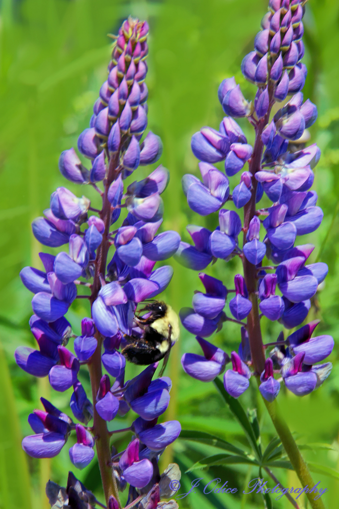 It's Finally Lupine Time!