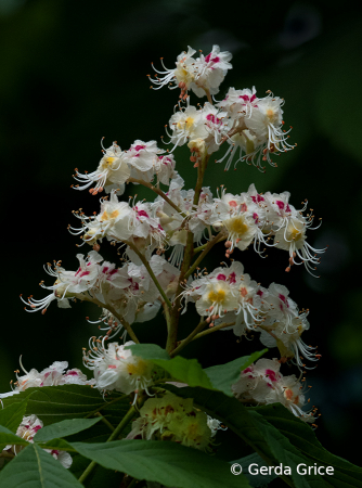 Chestnut Blossoms