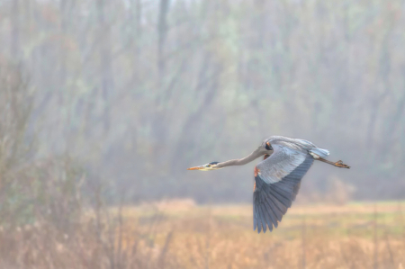 Foggy Flight