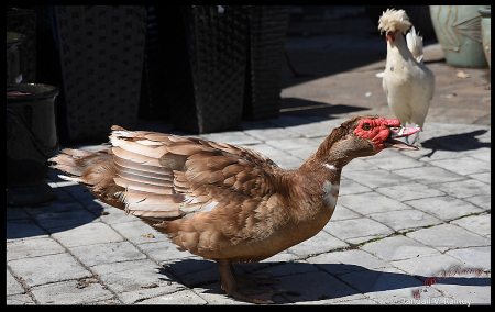 What you talking about you spring chicken...