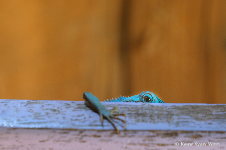 Blue in Yellow