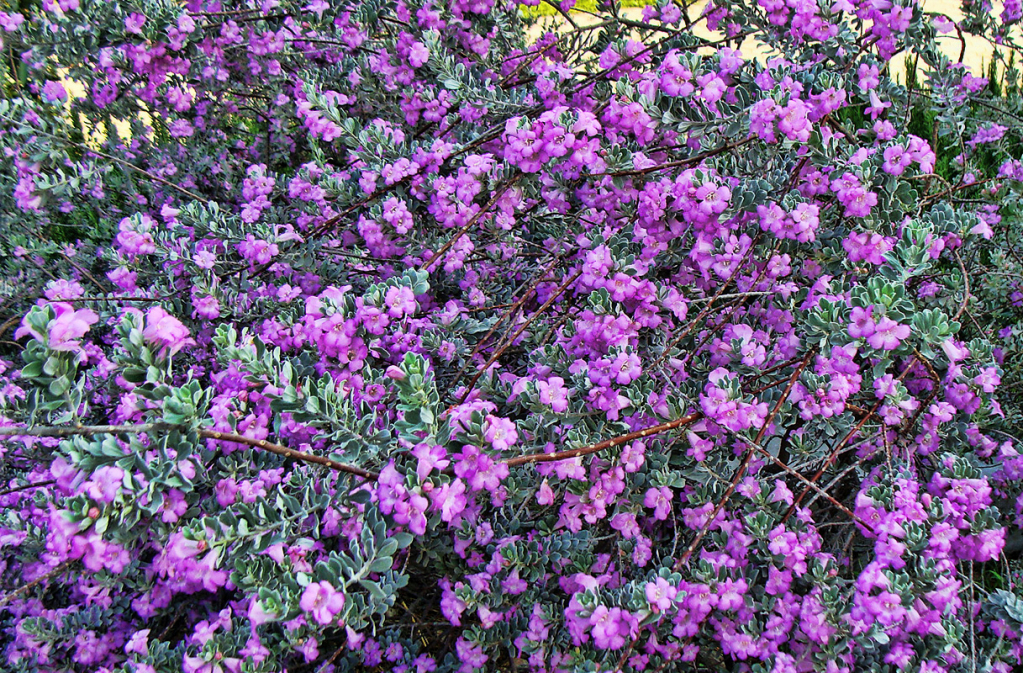 PURPLE FLOWERS