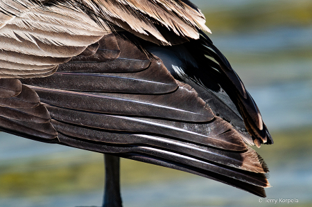 Canada Goose 