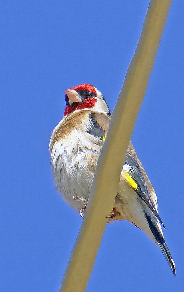 Warbler on the cable.