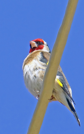 Warbler on the cable.