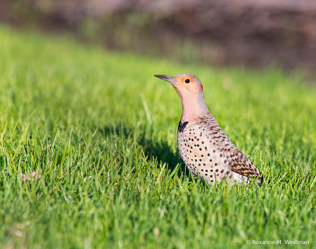 Northern Flicker