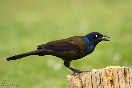 Grackle 