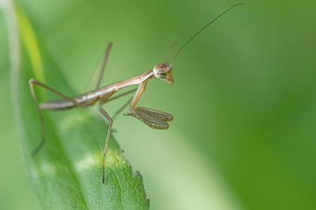 Baby Praying Mantis