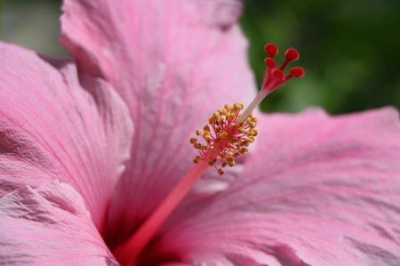 Summer Pink