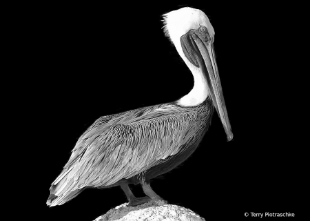 Pelican