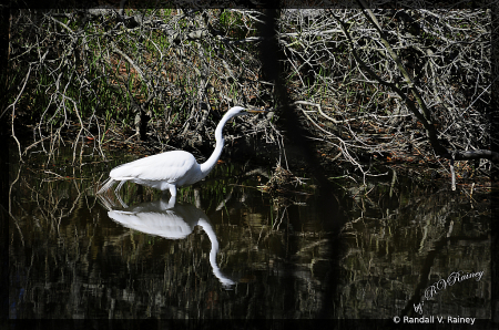 On the Move Egret . . .