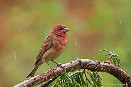 Male Purple Finch