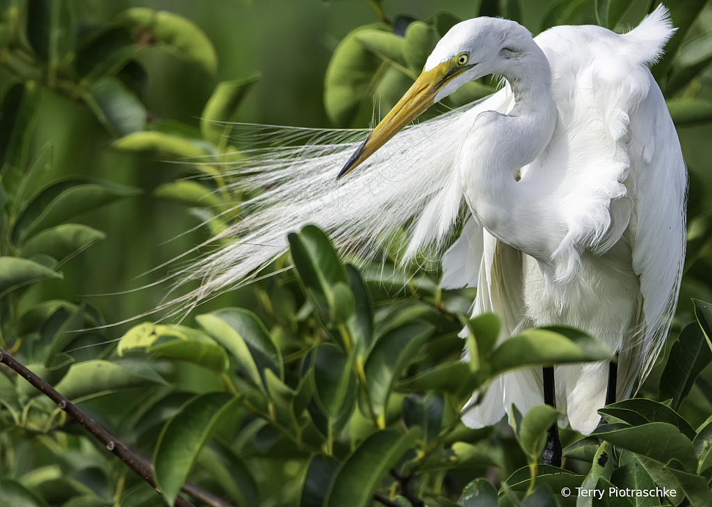 Great White Egret