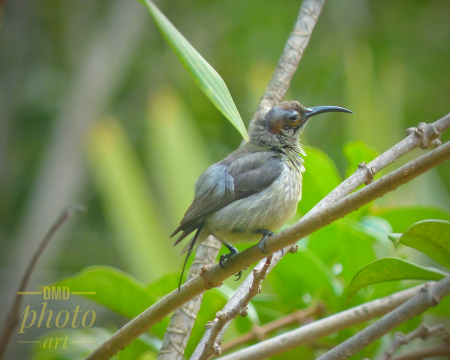 ~ ~ RESTING SUN BIRD ~ ~ 