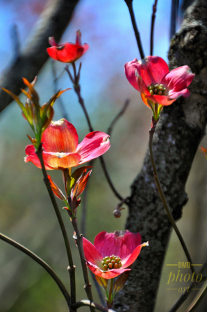 ~ ~ DOGWOOD DREAMIN’~ ~ 