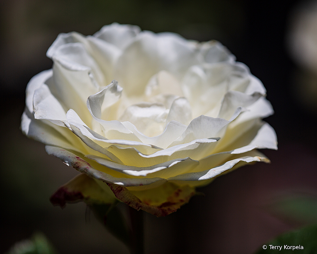 White Rose