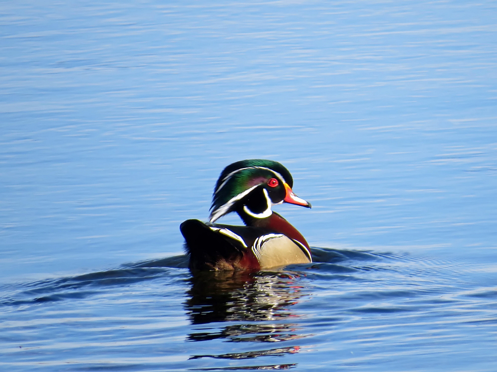 Colorful Ducky