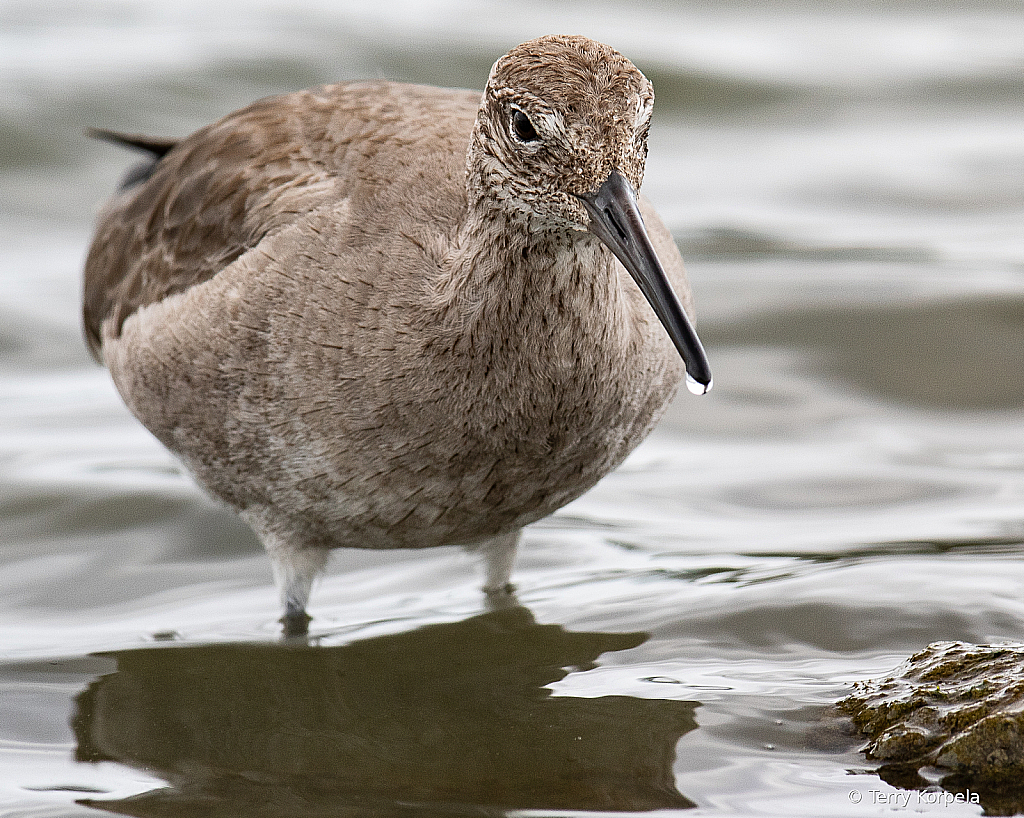 Willet