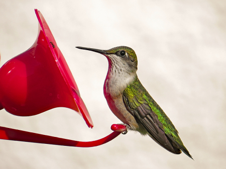 Hummingbird 