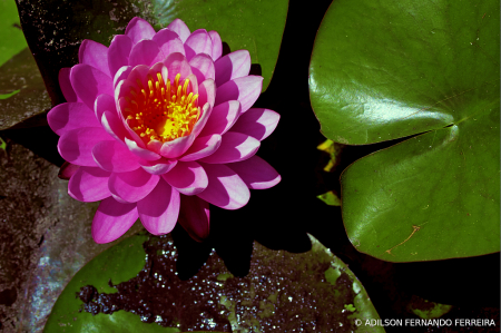 Lily Pond