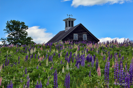 Amish Barn with Lupines