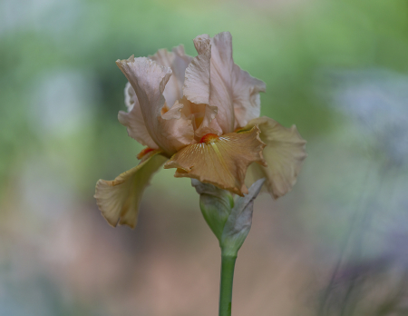 Peach Iris