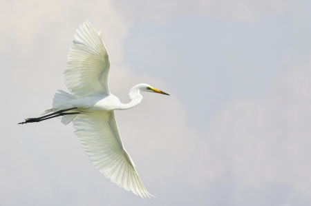 High Key Egret  9690