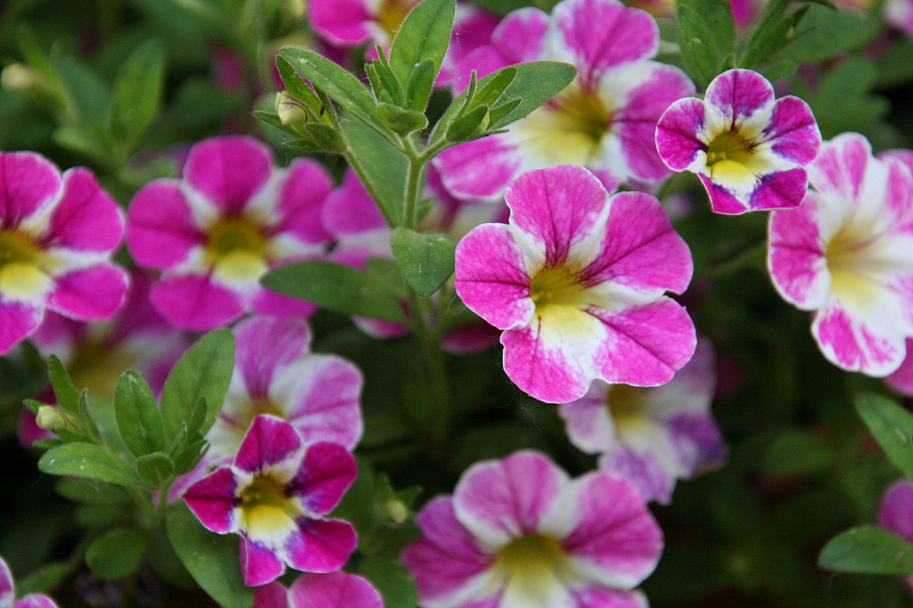 Soft Background pink and white