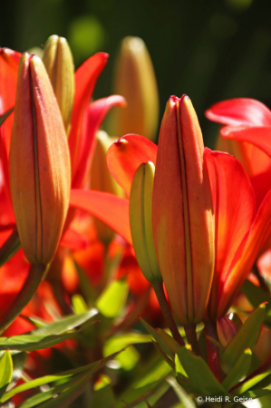 Orange Asiatic Lily