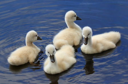 Baby Swans